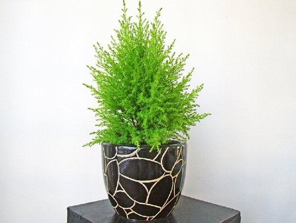 cây cảnh đẹp, cây cảnh để bàn, ô nhiễm không khí
